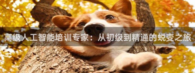 高级人工智能培训专家：从初级到精通的蜕变之旅