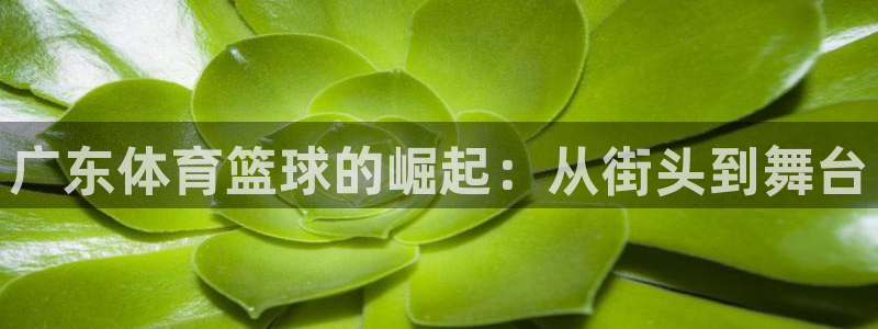 广东体育篮球的崛起：从街头到舞台